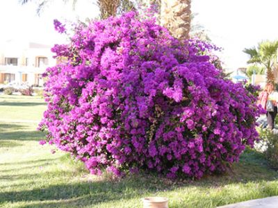 Nhấn để xem hình đúng cỡ