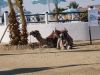 ناوی پهڕگه : P1030862.jpg
قهبارهی : 147کیلۆ بایت
ڕووخسار : 434x326
خستنهسهر كرا له ڕێكهوتی : ڕێبهندان 23, 2006 P1030862.jpg