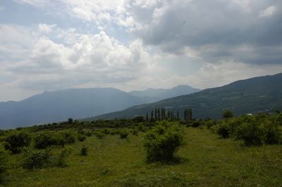 Klikni za ogled veje slike